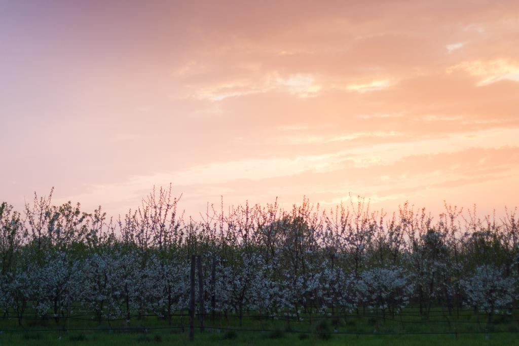 Cascina Delle Mele Bed & Breakfast Vittuone Dış mekan fotoğraf