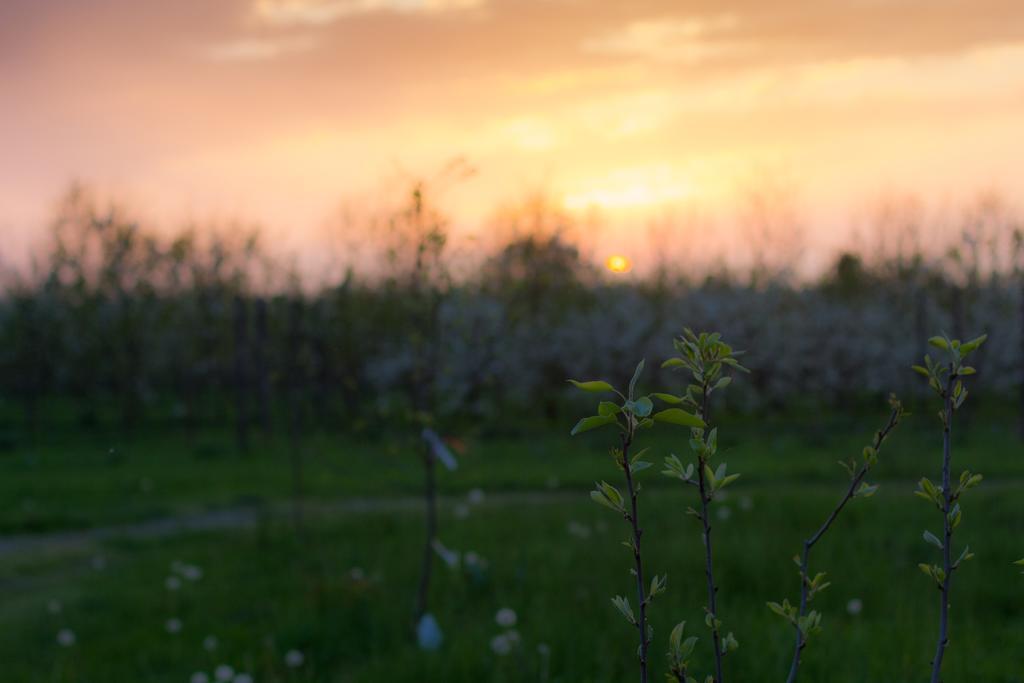Cascina Delle Mele Bed & Breakfast Vittuone Dış mekan fotoğraf